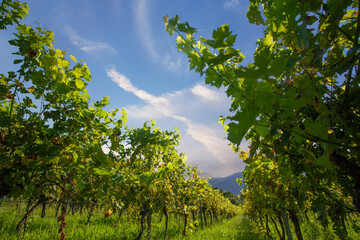 Aerial view of a green summer vineyard