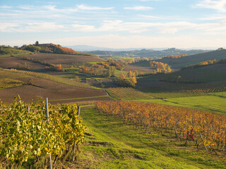 Hills planted with vines in late autumn. Piedmont Region, Italy.