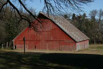 Obraz premium Large weathered red barn surrounded by a shelter belt in a farm yard.