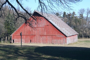 Large weathered red barn surrounded by a shelter belt in a farm yard. © ronm
