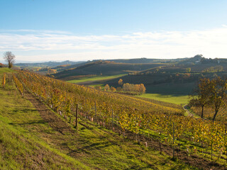 Hills planted with vines in late autumn. Piedmont Region, Italy.