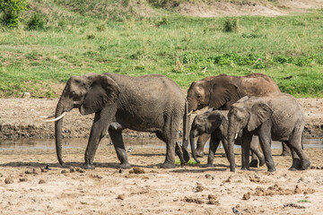 A group of four elephants walking along a river in Tarangire national park in Tanzania. two adult elephants and two young elephants. Safari in Africa. Grass in the backgroud. 