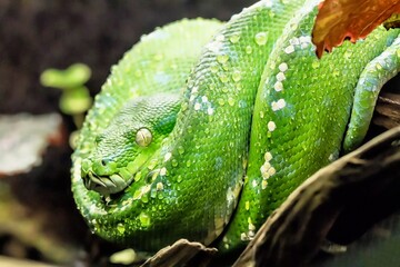 Serpent