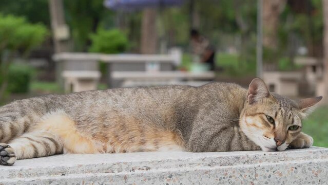 Sleepy Stray Cat Lying Down At Lumphini Park In Bangkok, Thailand. Close Up