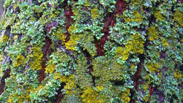 Lichens overgrown tree trunk, symbiosis of fungus and algae, indicator species, slider shot