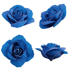3d blue rose flower buds
