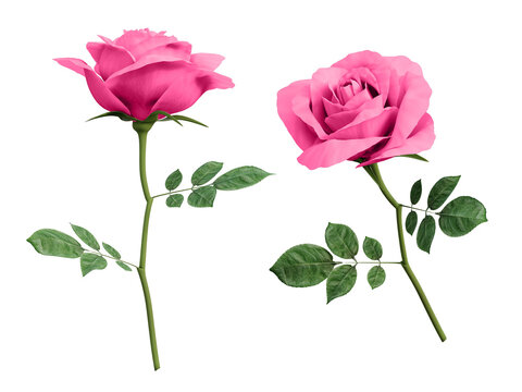 3d pink rose flower
