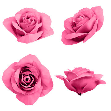 3d pink rose flower buds

