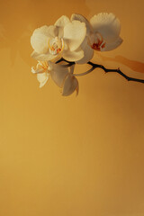 Dreamy orchid fower on mustard yellow background