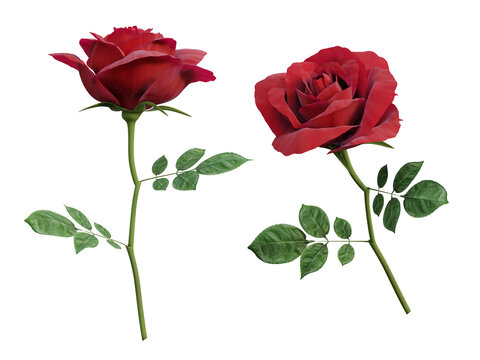 Red rose flower 3d render isolated on transparent background, png