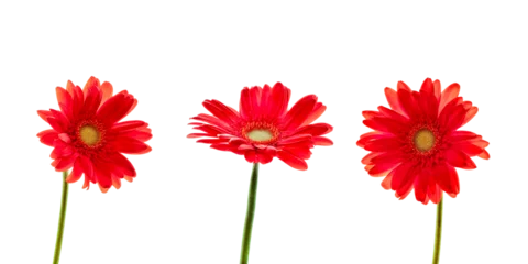 Fotobehang Three red daisies (gerbera) flowers isolated on transparent background © Delphotostock