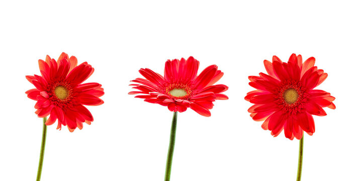 Collection set of three red daisies (gerbera) flowers isolated on transparent background, png file