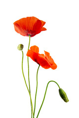 Close up photo of red poppies flowers and buds isolated on transparent background, png file - obrazy, fototapety, plakaty