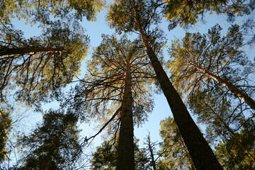 Bottom view of tall pine trees illuminated by the sun