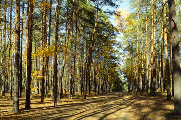 Naklejka na ściany i meble Many trees in a dense thicket of a mixed autumn forest on a sunny day
