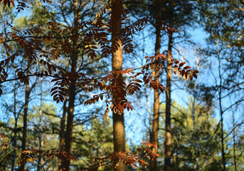 Fototapeta premium Red rowan leaves are illuminated by sunlight in the forest thicket