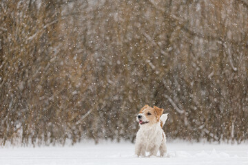 Wet dog stands in the forest in winter. Wirehaired Jack Russell Terrier in the park for a walk....