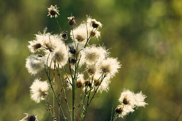 Wild burdock grows in a meadow, the summer sun illuminates the fluffy heads of burdock, still life of wild grass
