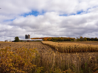 landscape with a barn and a partially harvested cornfield