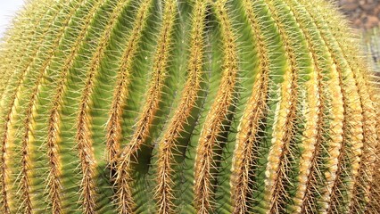 Echinocactus grusonii is a prickly round cactus - amazing succulent plants in a garden in Lanzarote volcanic island in canary Spain 