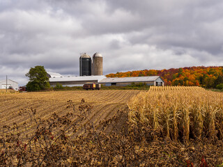 landscape with a barn and a partially harvested cornfield
