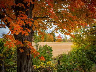 golden farm field framed by old maple tree branches in autumn