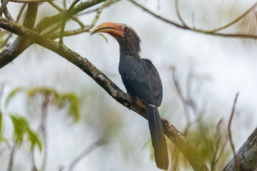 Fototapeta premium Malabar gray hornbill (Ocyceros griseus) at Thattekkad Bird Sanctuary, Kerala, India.