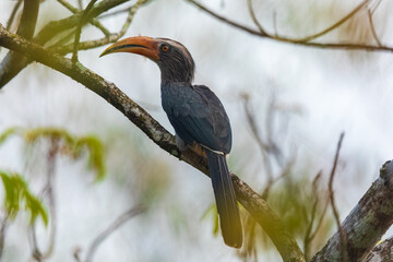 Malabar gray hornbill (Ocyceros griseus) at Thattekkad Bird Sanctuary, Kerala, India.