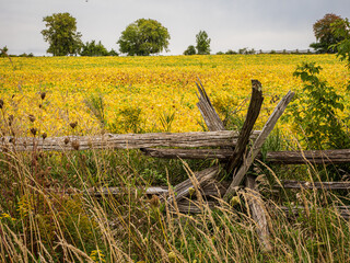 old cedar split rail wooden fence in the field