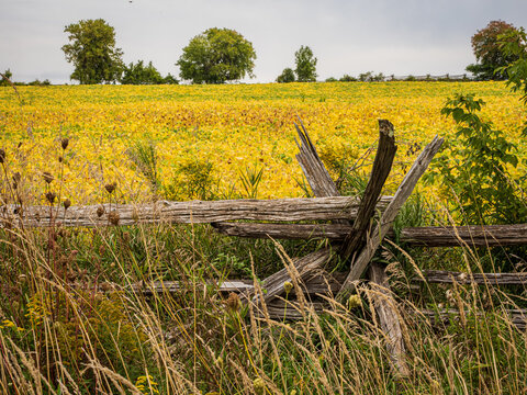 old cedar split rail wooden fence in the field
