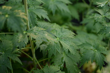 Young juicy greenery close-up after rain, spring leaves close-up covered with dew and illuminated by the sun Juicy spring bright green grass, background texture of leaves in spring