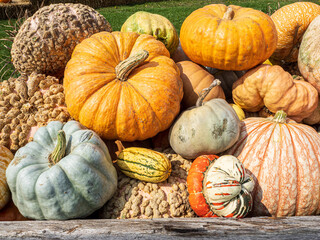 pile of colorful pumpkins and gourds