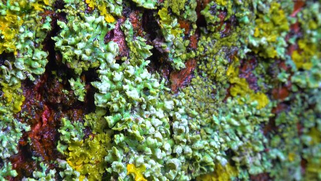 Lichens Overgrown Tree Trunk, Symbiosis Of Fungus And Algae, Indicator Species, Slider Shot