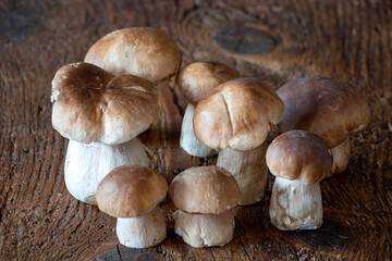 boletus mushrooms
