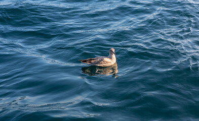 Seagull  bird floating on water.