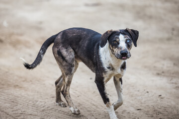 Black and white farm dog mixed breed