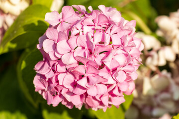 pink flowers macro photo