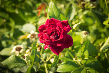 Close up photo of a rose