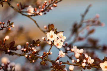 The fruits blossom in spring.