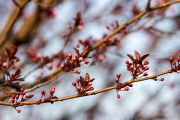 The fruits blossom in spring.