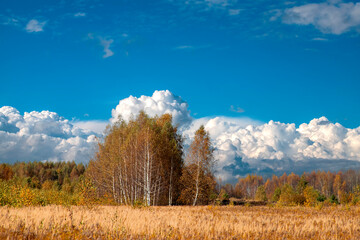 Obraz premium Golden birch trees and a country field under the clear blue sky with cirrus clouds and plane tracks. Autumn forest. Idyllic rural scene.