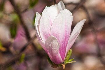 Blossoming of Magnolia Tree in Close-up. Pink flowers. Latin name Magnolia liliiflora.