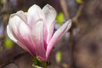 Blossoming of Magnolia Tree in Close-up. Pink flowers. Latin name Magnolia liliiflora.