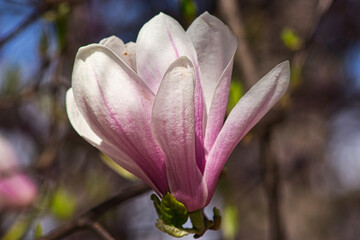 Blossoming of Magnolia Tree in Close-up. Pink flowers. Latin name Magnolia liliiflora.
