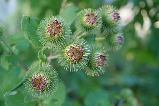 Arctium lappa, commonly called greater burdock,beggars button,thorny burr