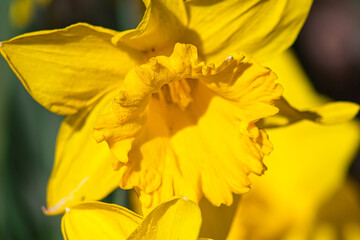 Flowering of wonderful Narcissus. Yellow flower.