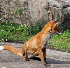 Sweet red fox sitting on the rock