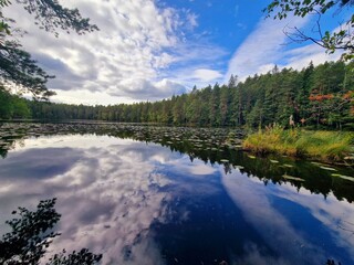 lake in the forest, calming water forest reflection 