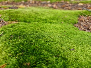 green moss background