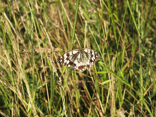 Butterfly on the grass
